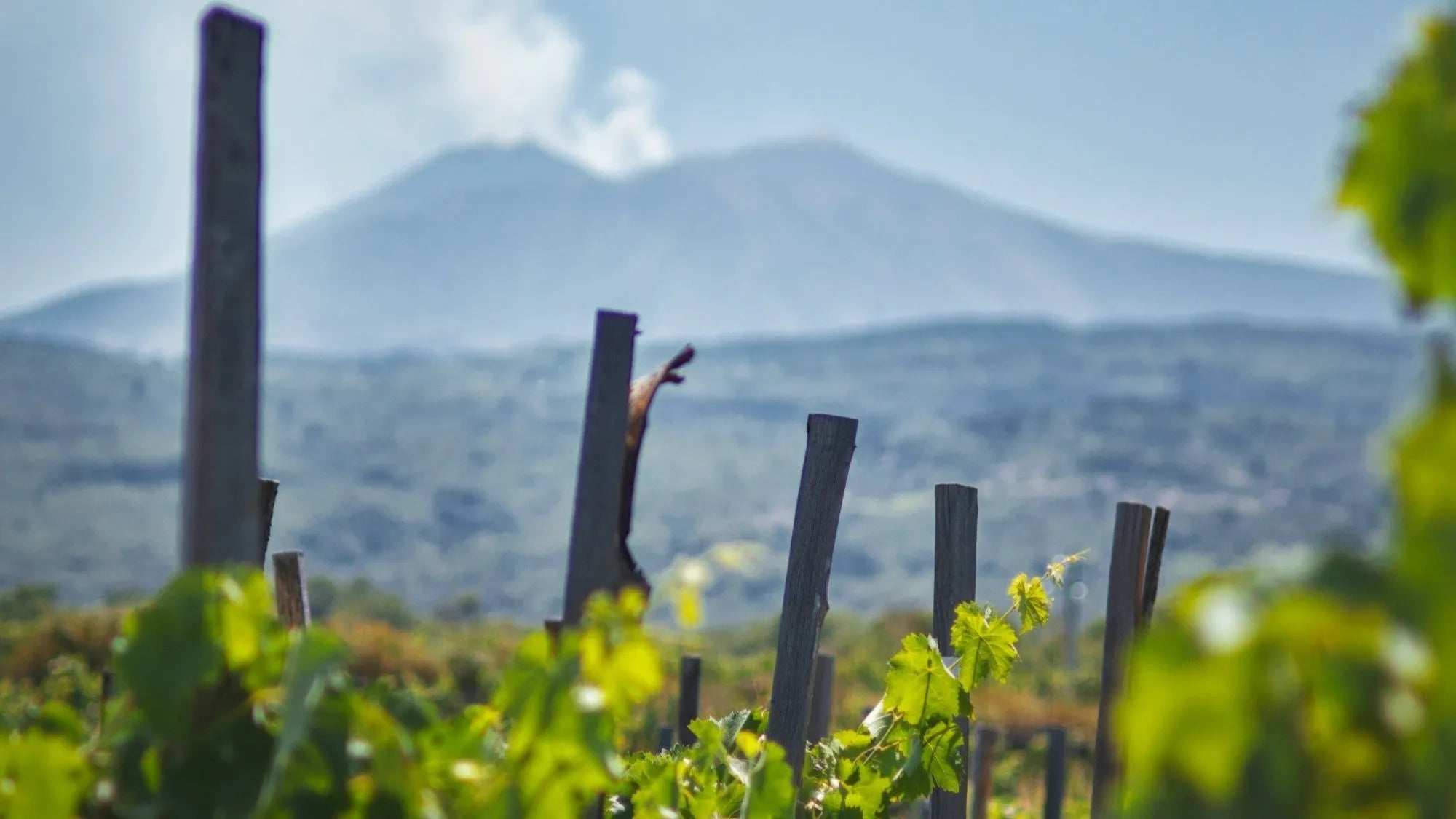 Vin de l’Etna : le joyau volcanique de la Sicile