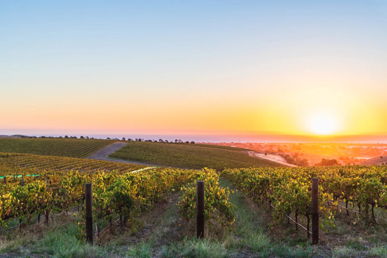 Mc Laren Vale: From Shiraz to Organic Wines, an Exceptional Wine Region