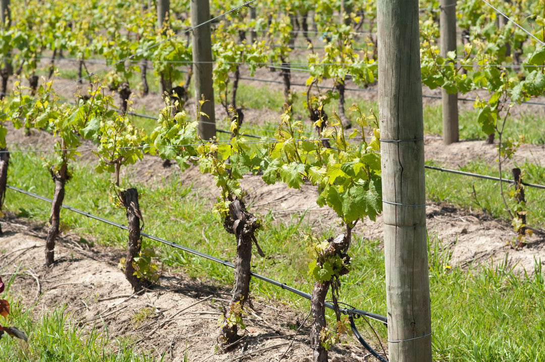 Complantation : l’art de cultiver la biodiversité au cœur des vignobles