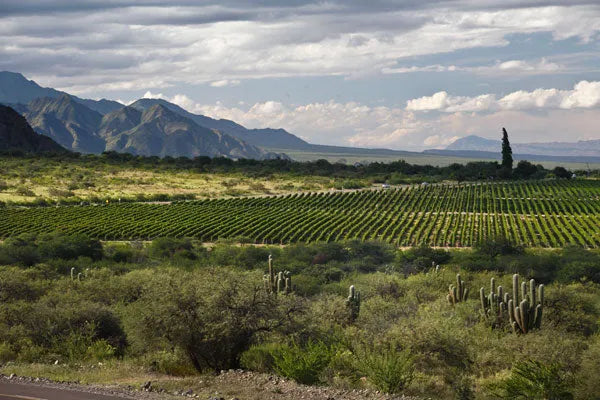 Discover Argentina's Malbec Wine
