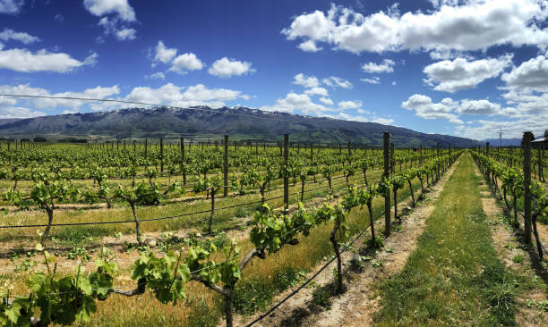 Central Otago : terroir unique, vins inoubliables