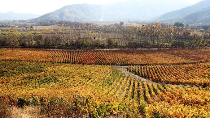 Itata Valley : le renouveau du plus ancien vignoble chilien
