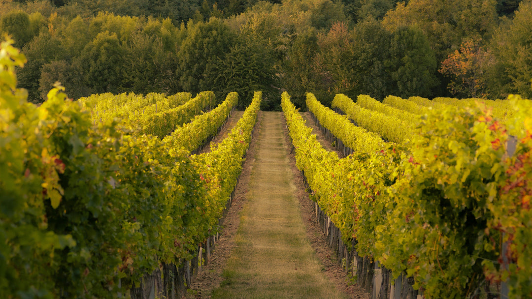 Vin de soif : définition, exemples et comment bien le choisir