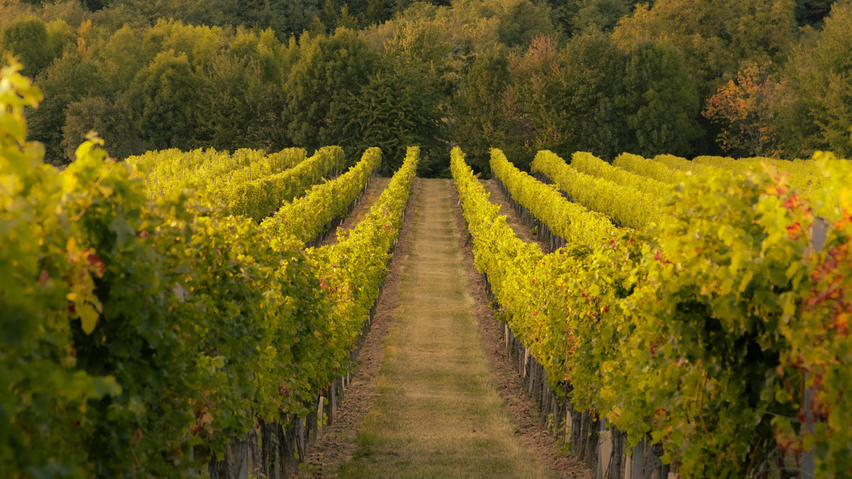 Vin de soif : définition, exemples et comment bien le choisir