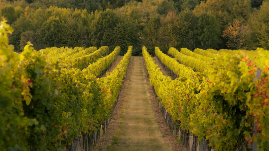 Thirst-quenching wine: definition, examples, and how to choose it