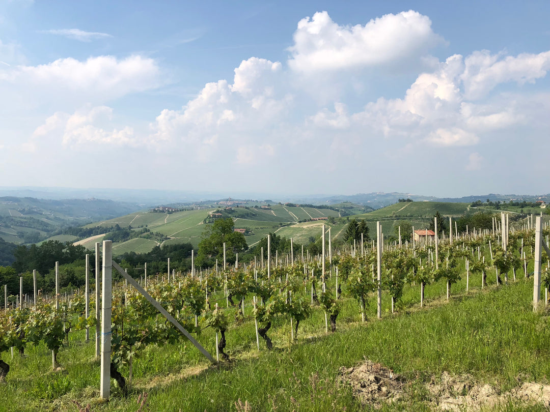 Barolo wine grapes