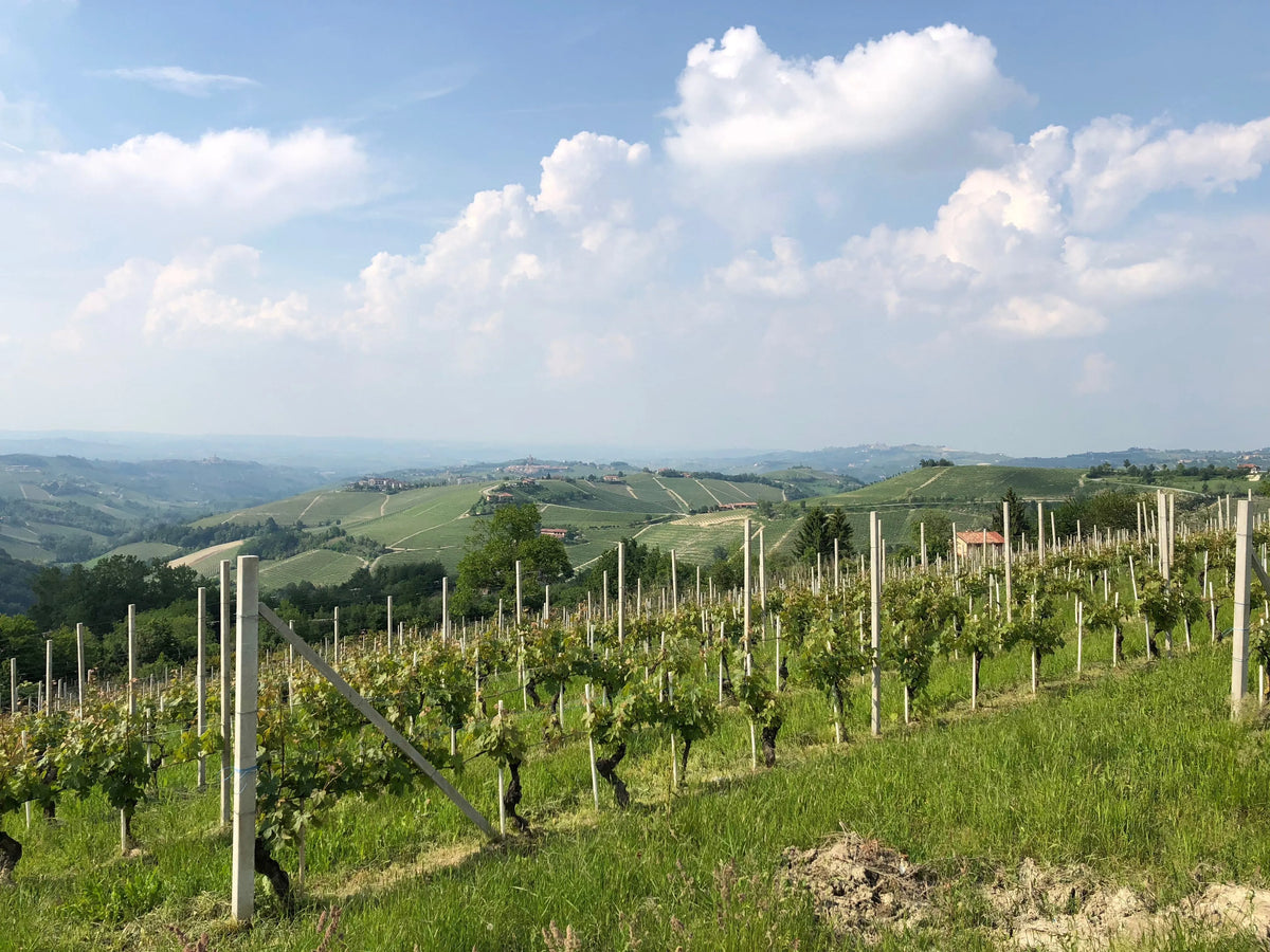 Découvrez le Barolo, un vin qui fait la fierté du Piémont