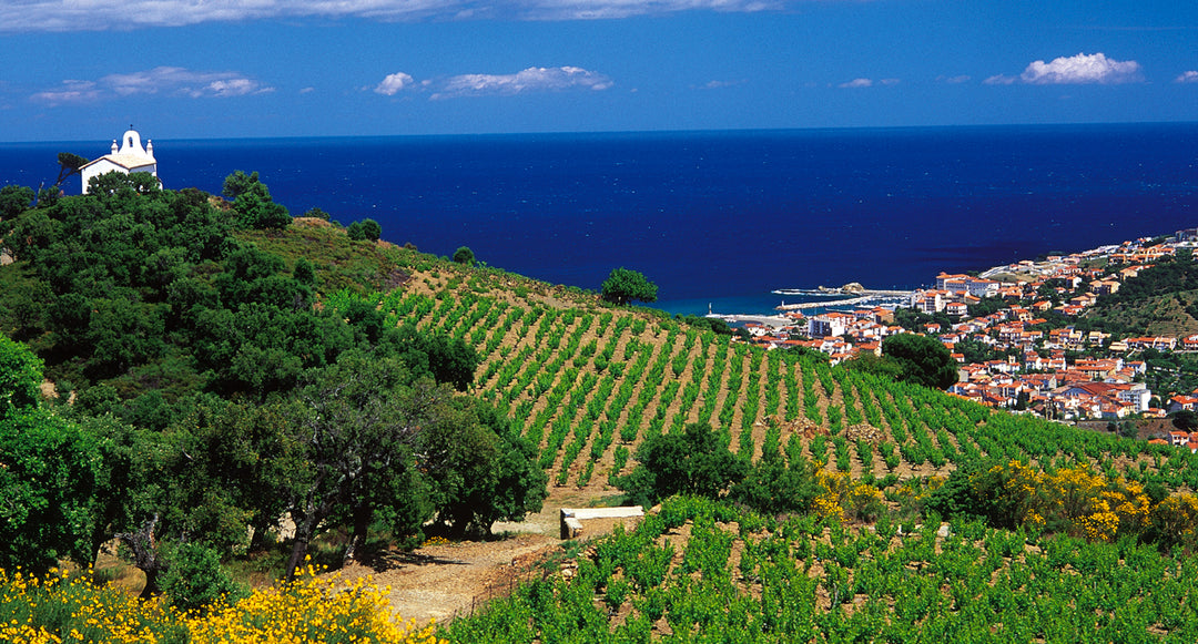 Banyuls vignes