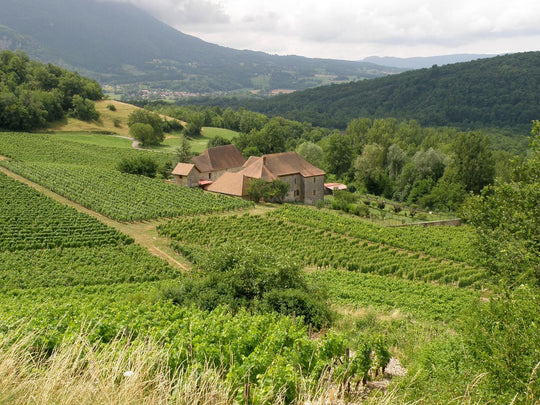 Mondeuse: the great Savoie red that Syrah lovers should discover