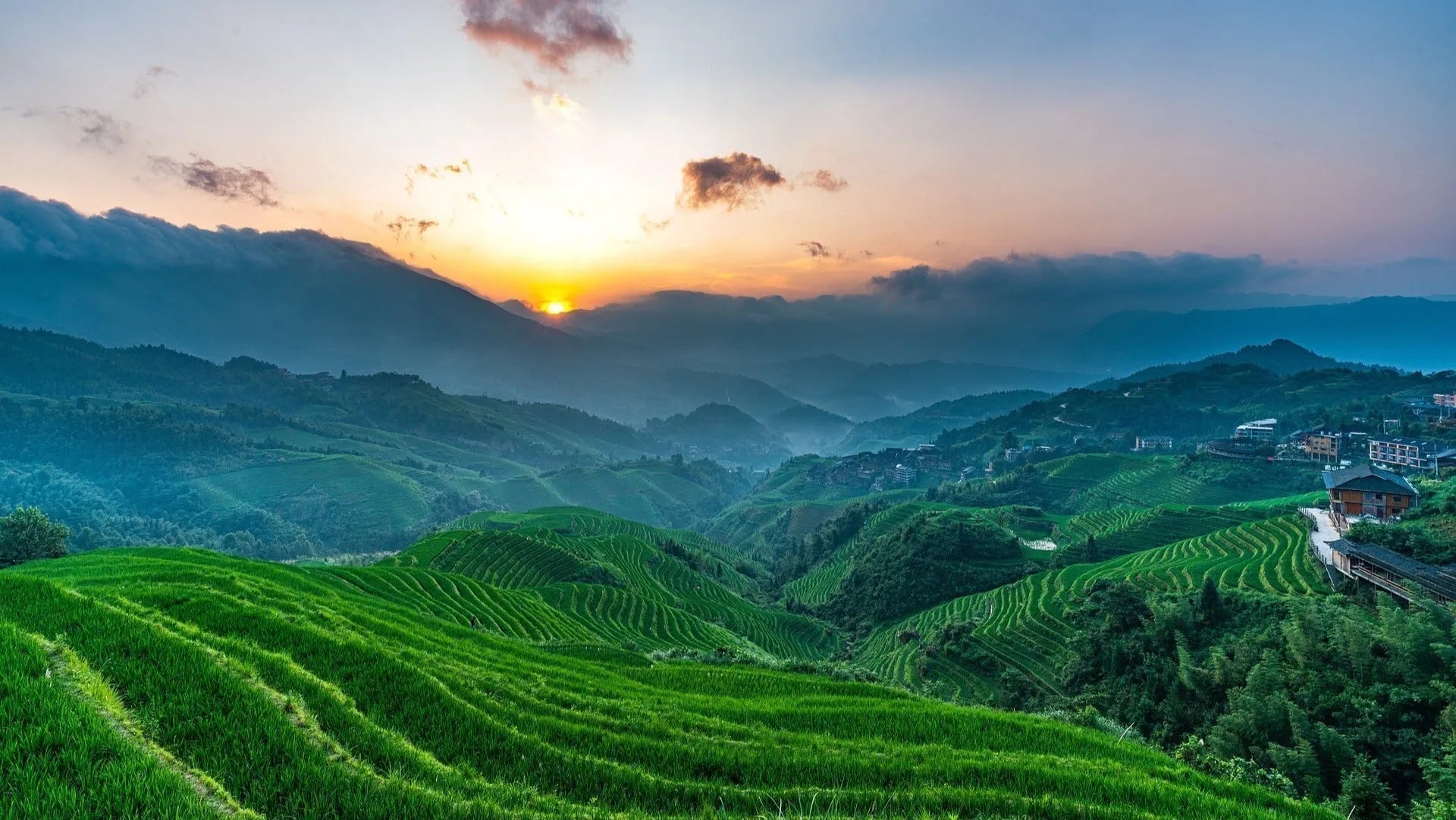 Ningxia: China's Rising Star in Premium Wine Production