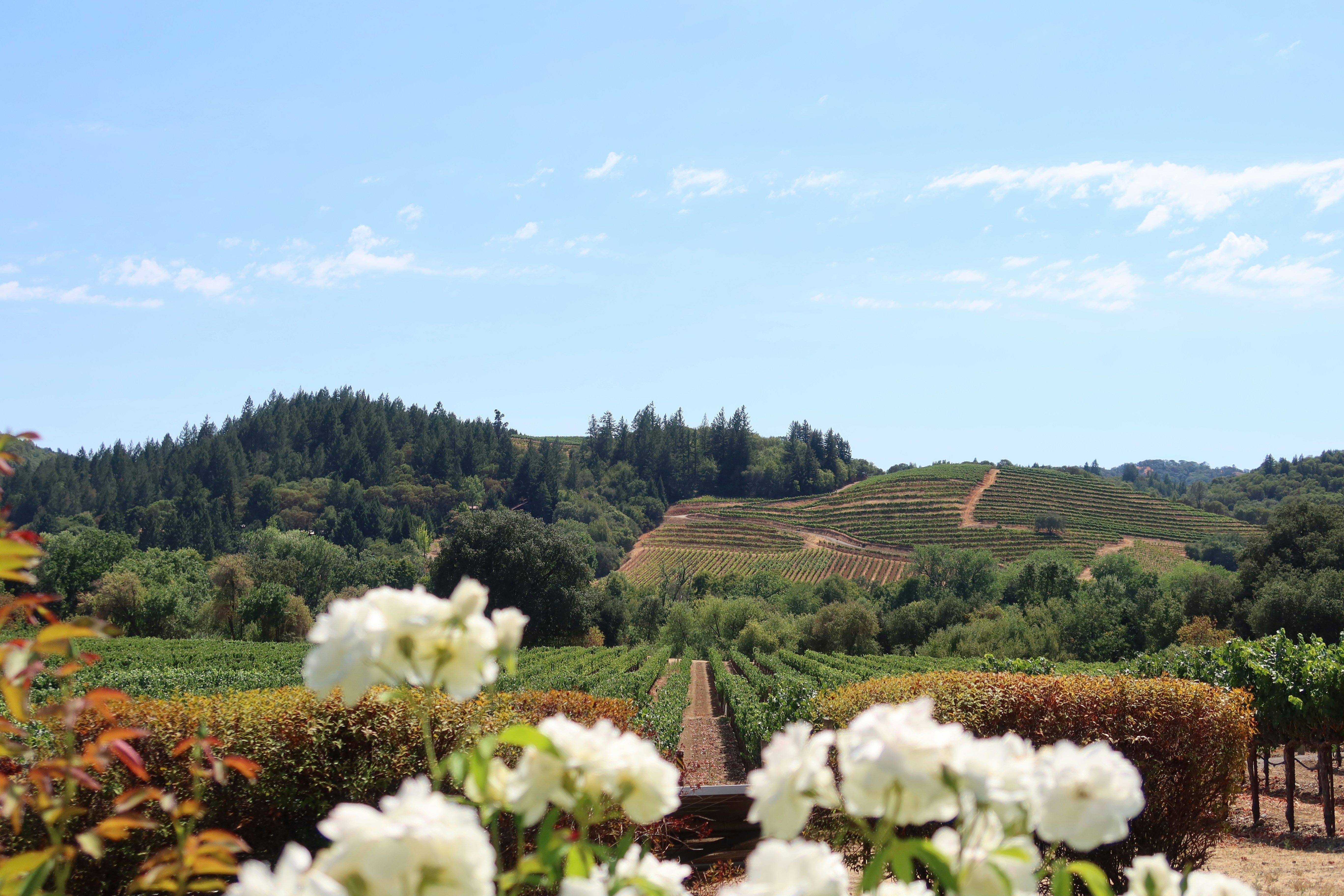 Sonoma Wine: the California wine region that deserves to be discovered
