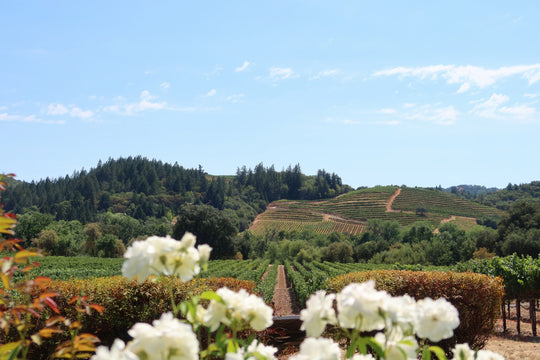 Sonoma Wine: the California wine region that deserves to be discovered