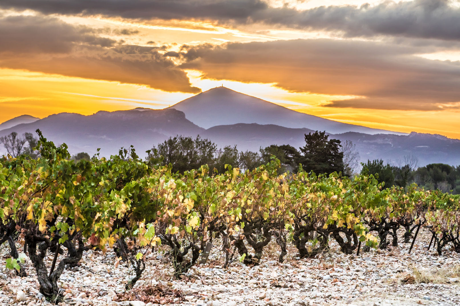 Vieilles vignes : quand le temps devient un ingrédient du vin