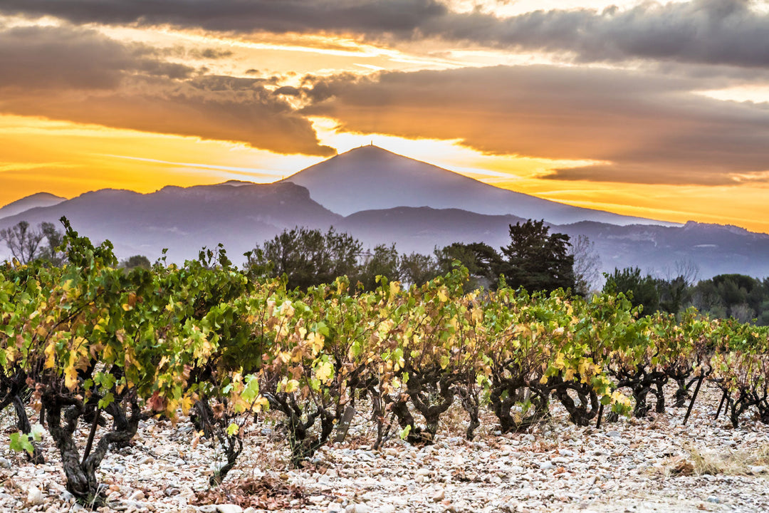 Vieilles vignes : quand le temps devient un ingrédient du vin