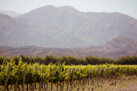 Dégustation Vignerons Argentins