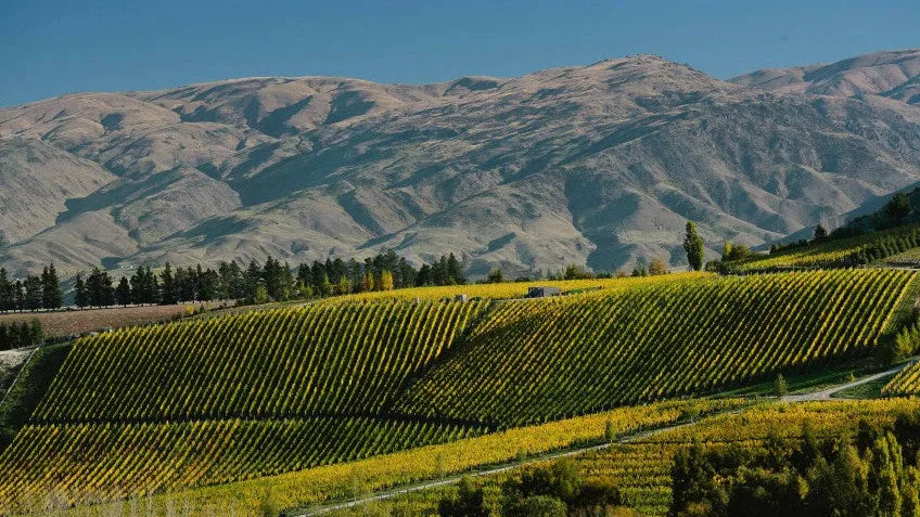 Nos vins de Central Otago : élégance alpine et Pinot Noir d’exception