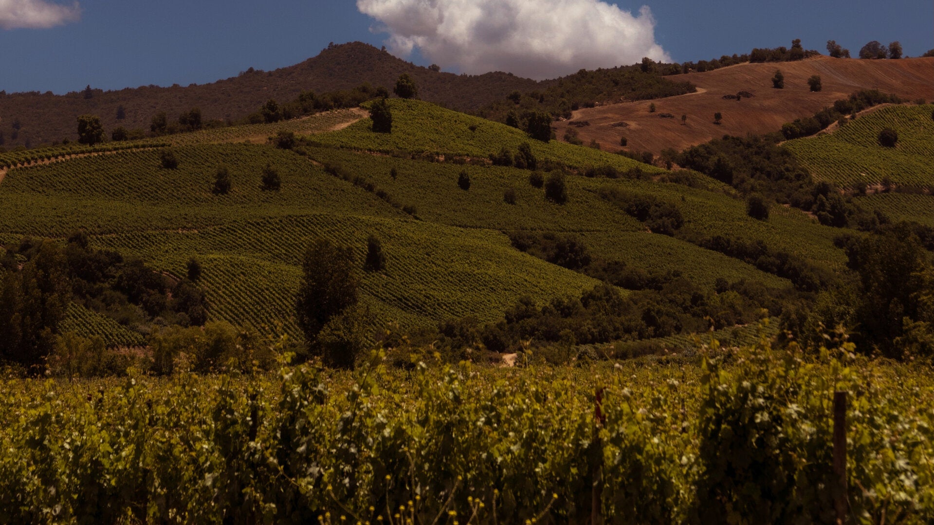 Vignoble du Chili