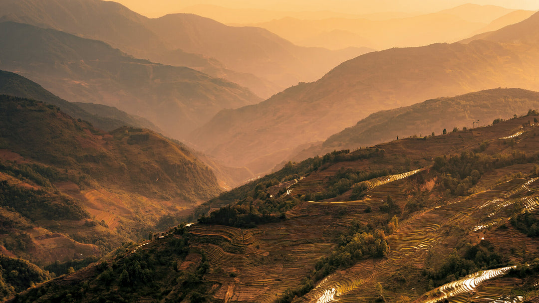 Nos vins de Chine