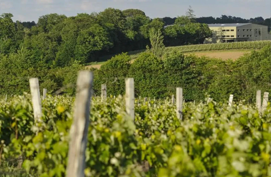 Petit et Gros Manseng