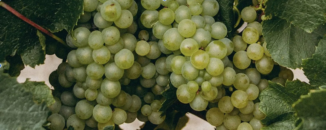Sauvignon Blanc