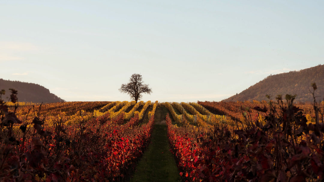 Nos vins d'Allemagne