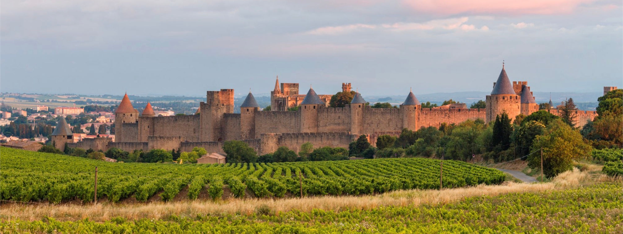 Cépage Grenache Noir