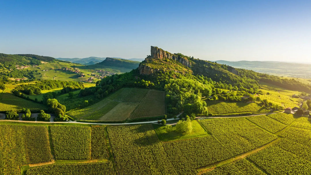 Nos vins blancs du Mâconnais