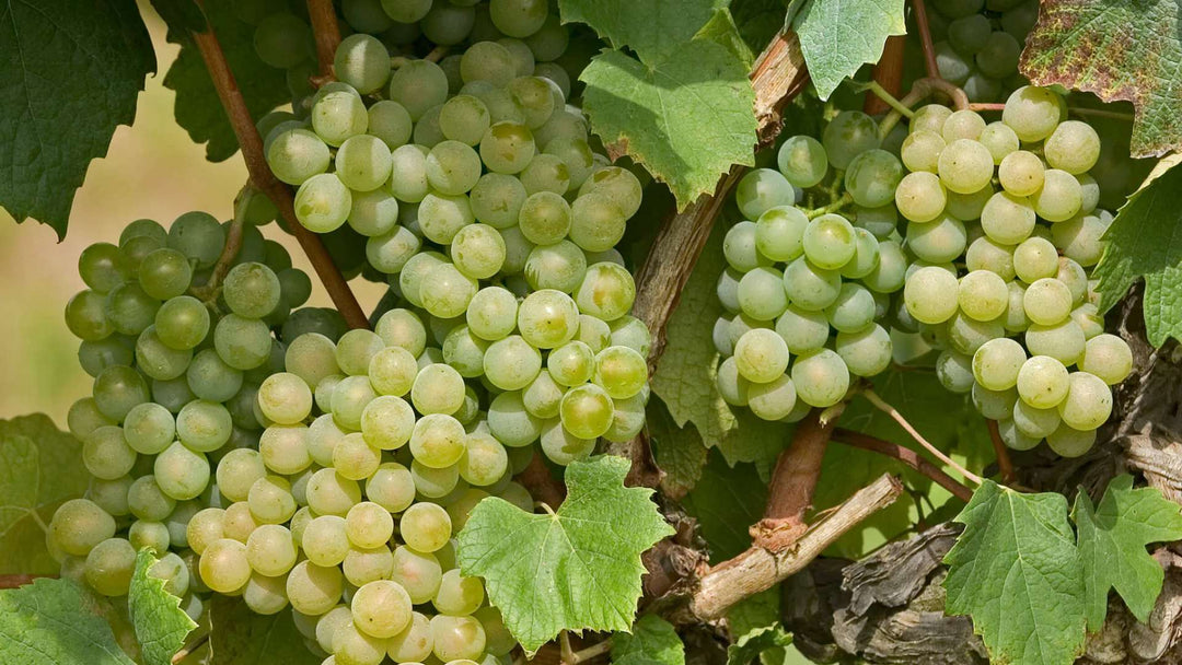 Nos vins blancs de Bourgogne