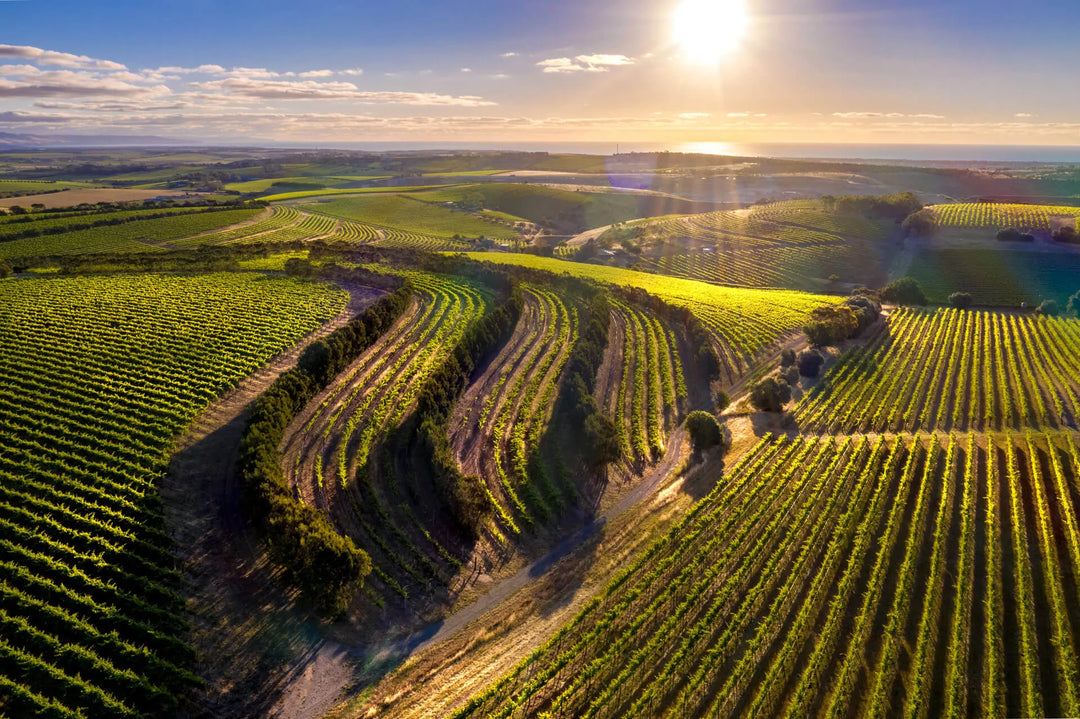 Cinsault