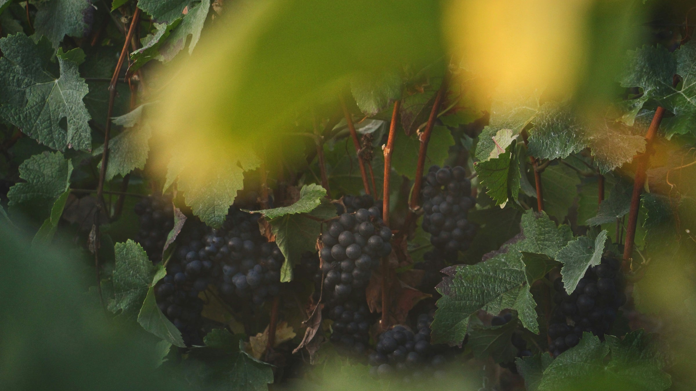 Nos vins rouges de Bourgogne
