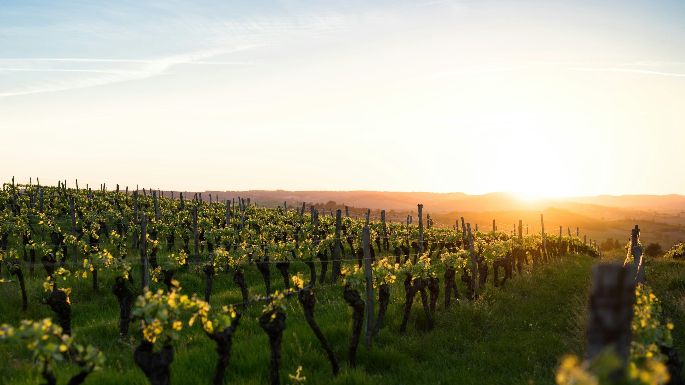 nos vins rouges puissants