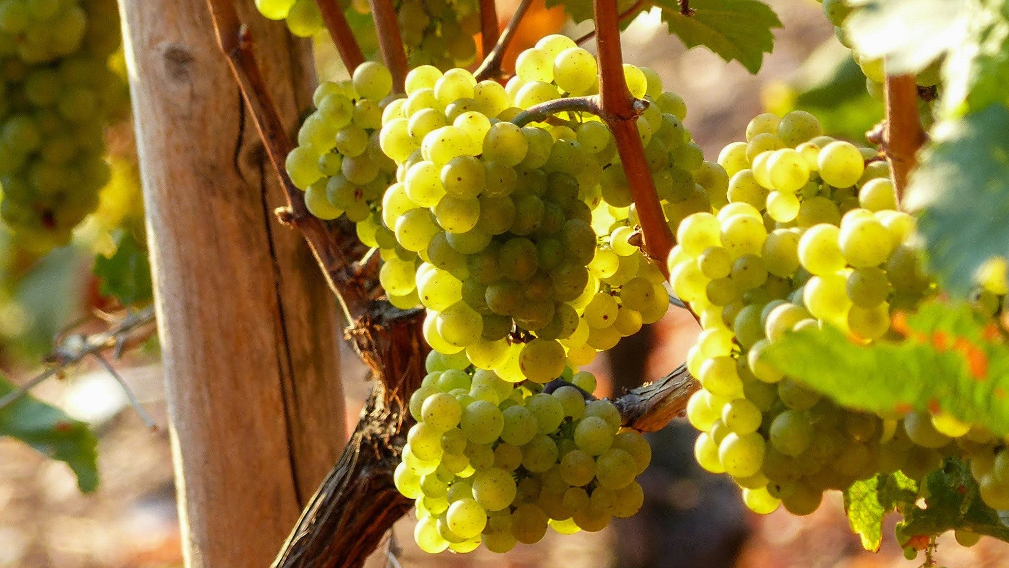 Nos vins blancs légers