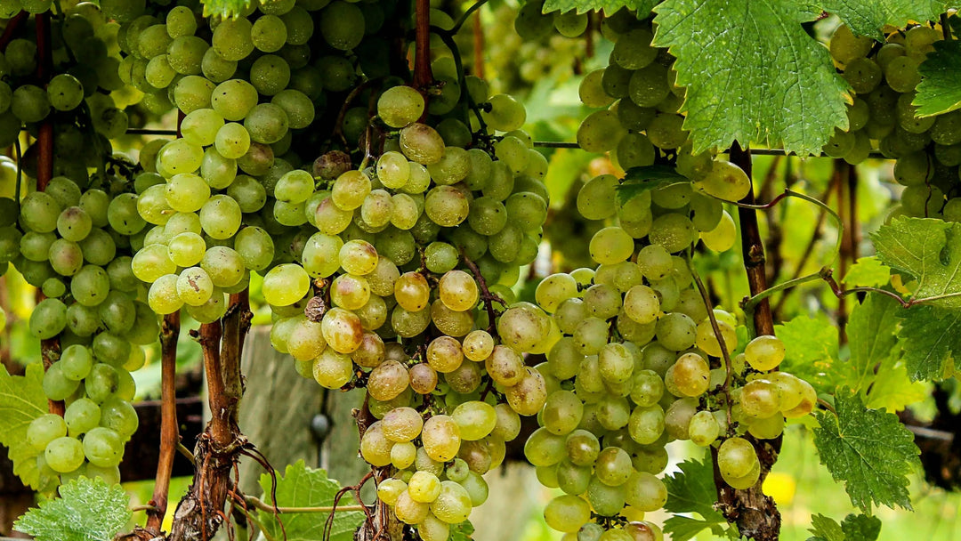 Cépage Marsanne