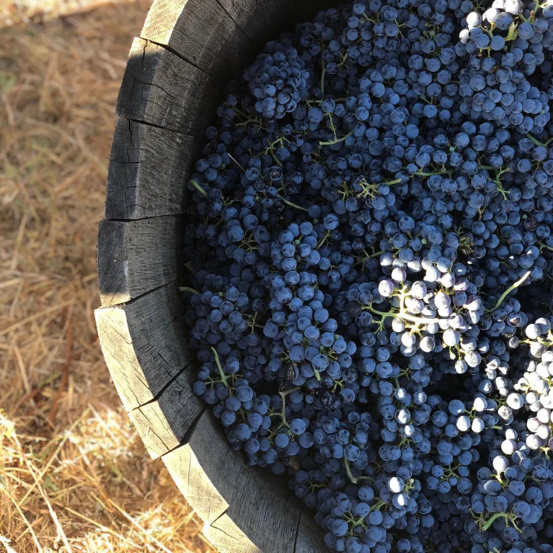Syrah ou Shiraz : Rhône sage, Australie sauvage