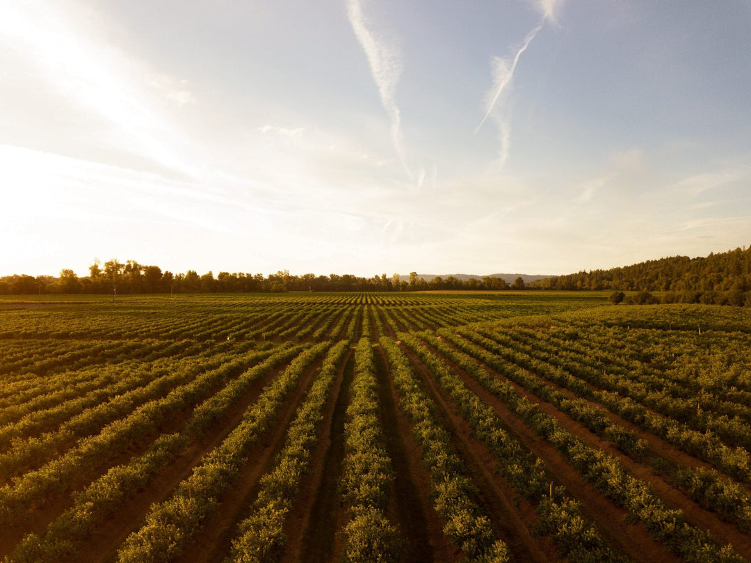 Vignoble californien