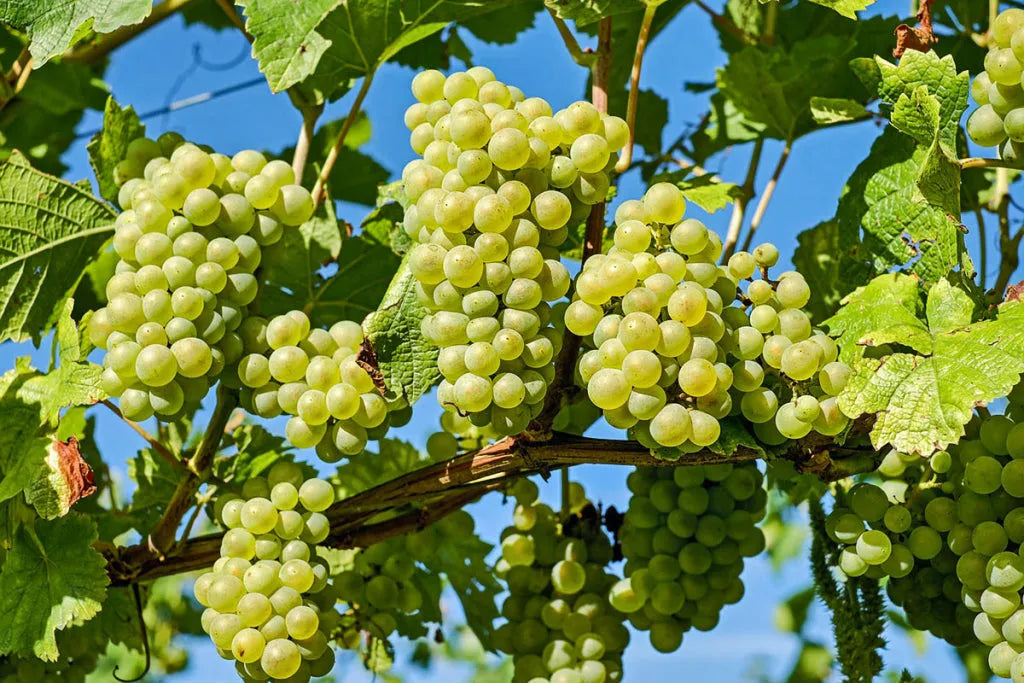 Malvoisie-Malvasia