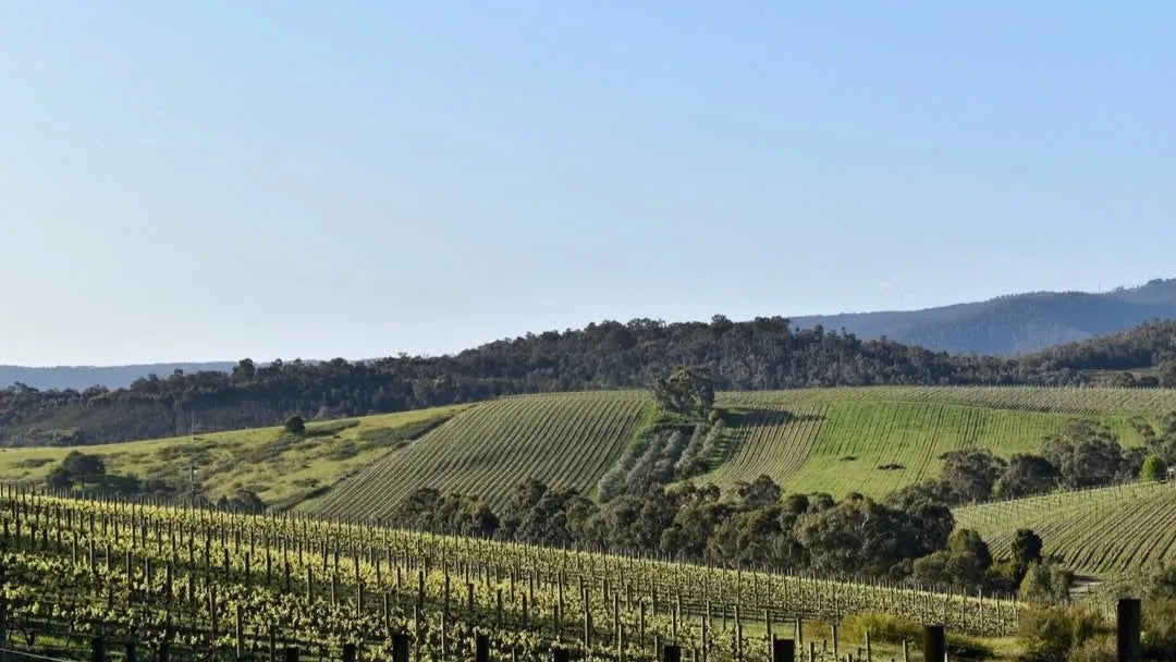 Globe-trotter Pinot Noir