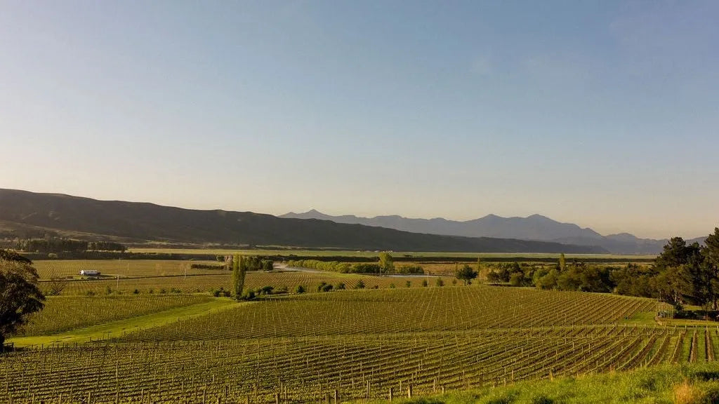 Nos vins blancs de Nouvelle-Zélande