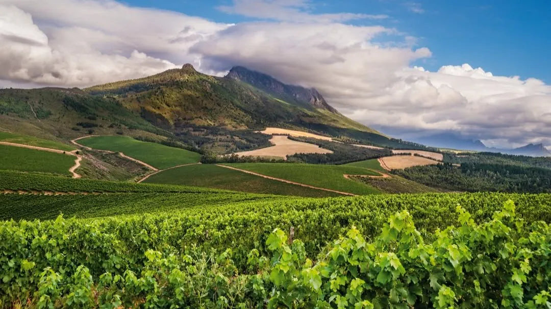 Vins de Stellenbosch : l’élégance solaire du vin sud-africain