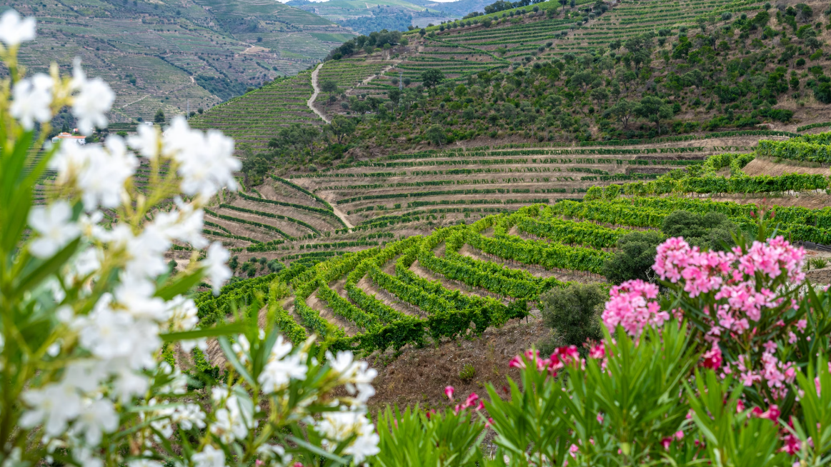 Elles font le vin qu'on aime