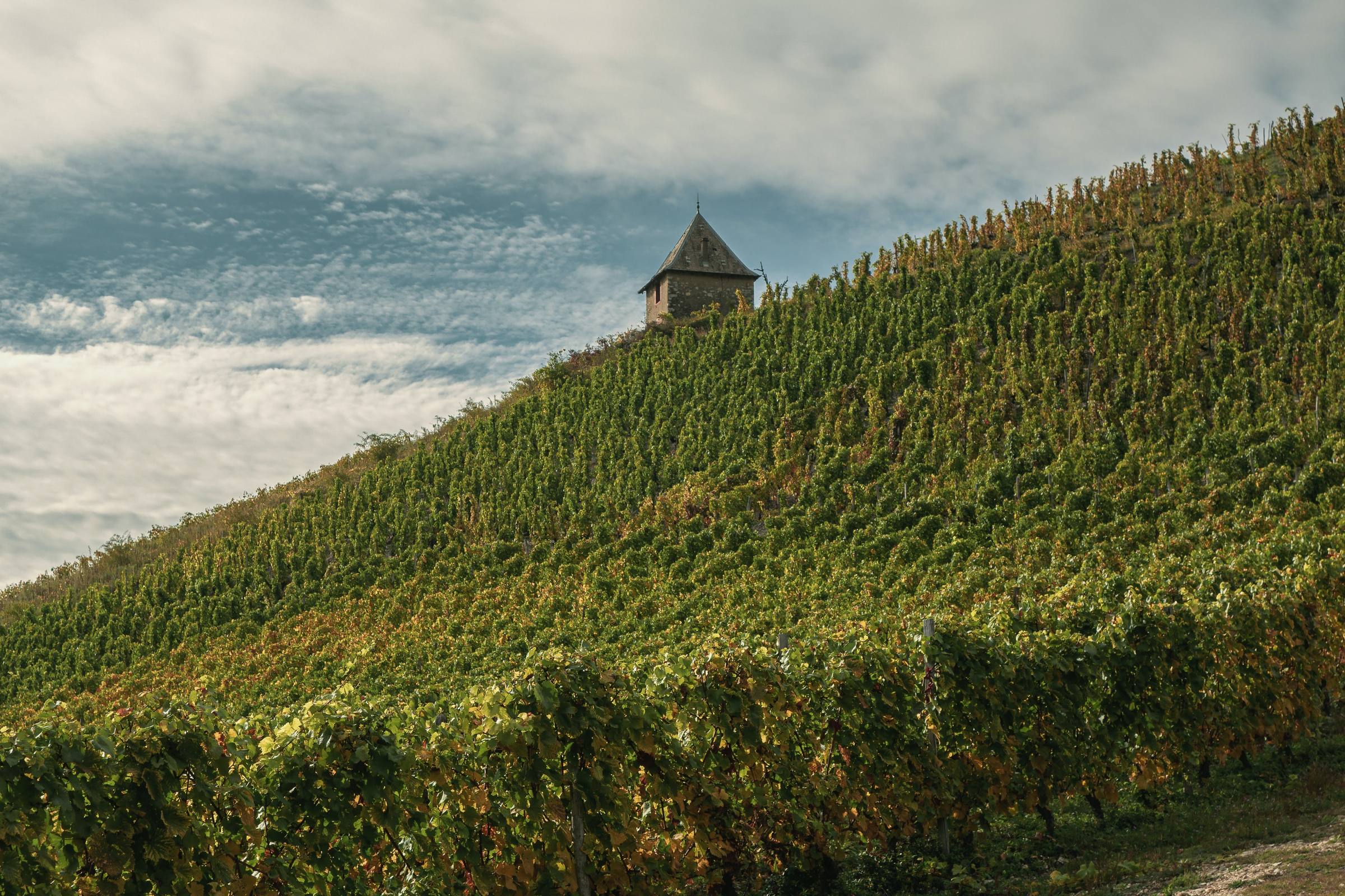 Cépage Viognier blanc