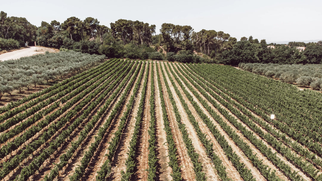 Notre vin des Alpilles