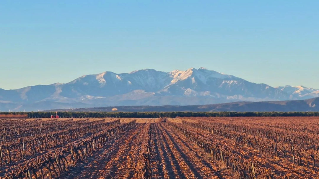 Nos vins de Salta