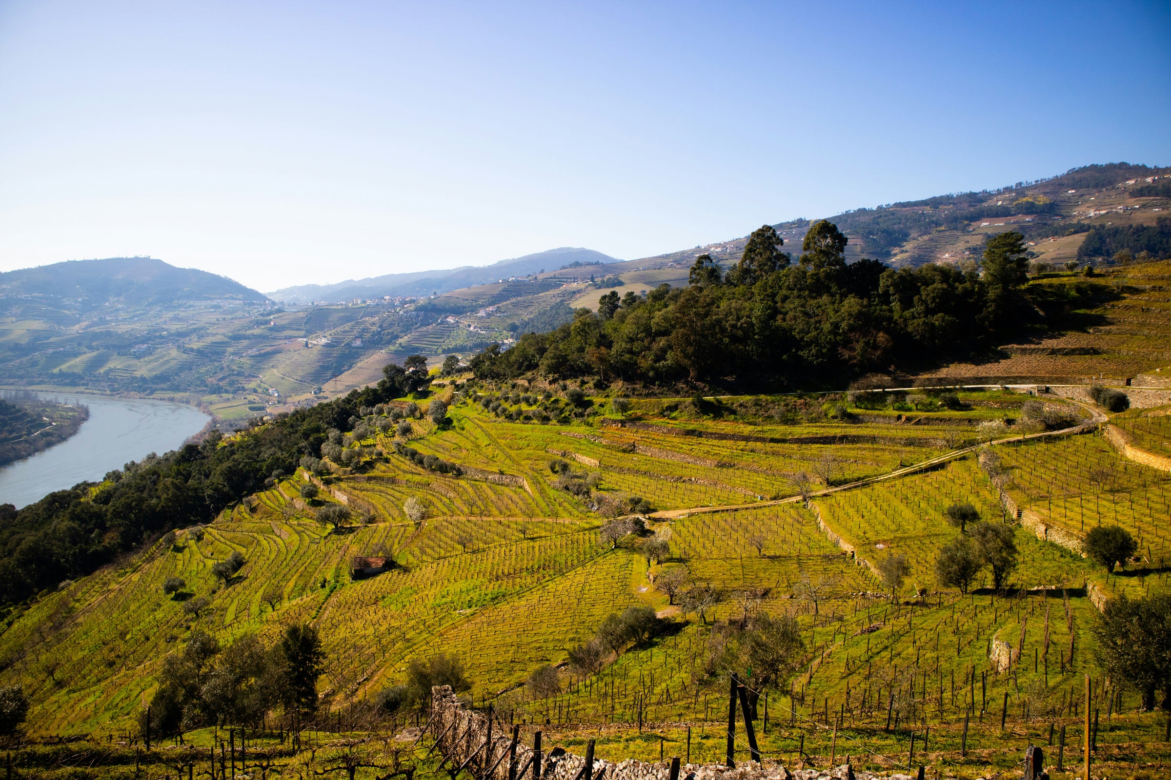 Albariño