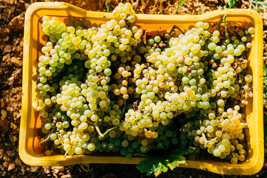 Primitivo