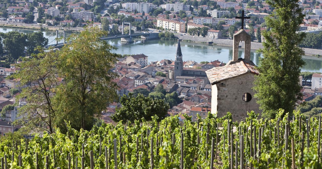 Vignoble de Châteauneuf-du-Pape
