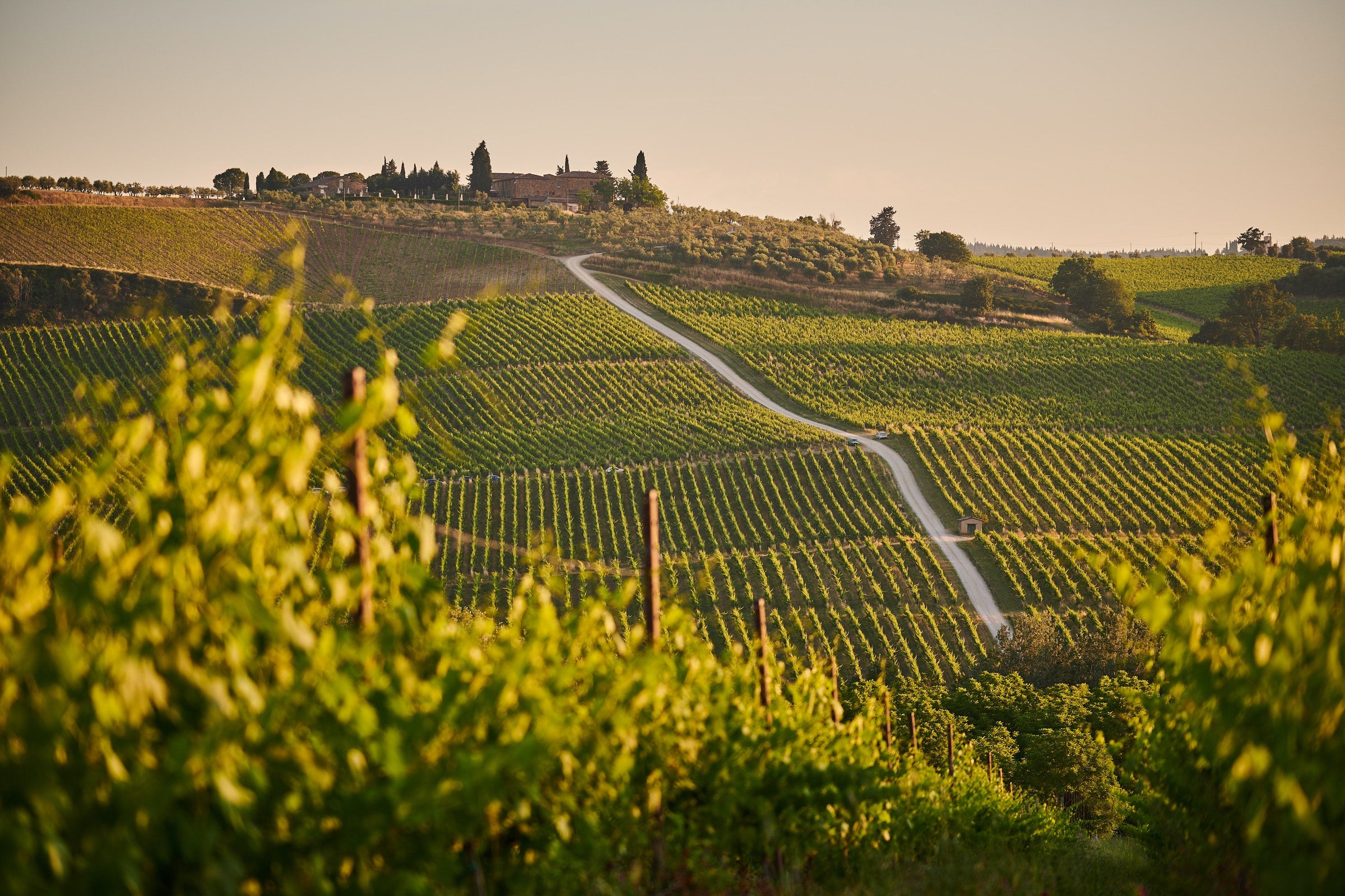 Nos vins blancs italiens