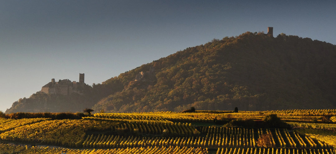 Gewurztraminer
