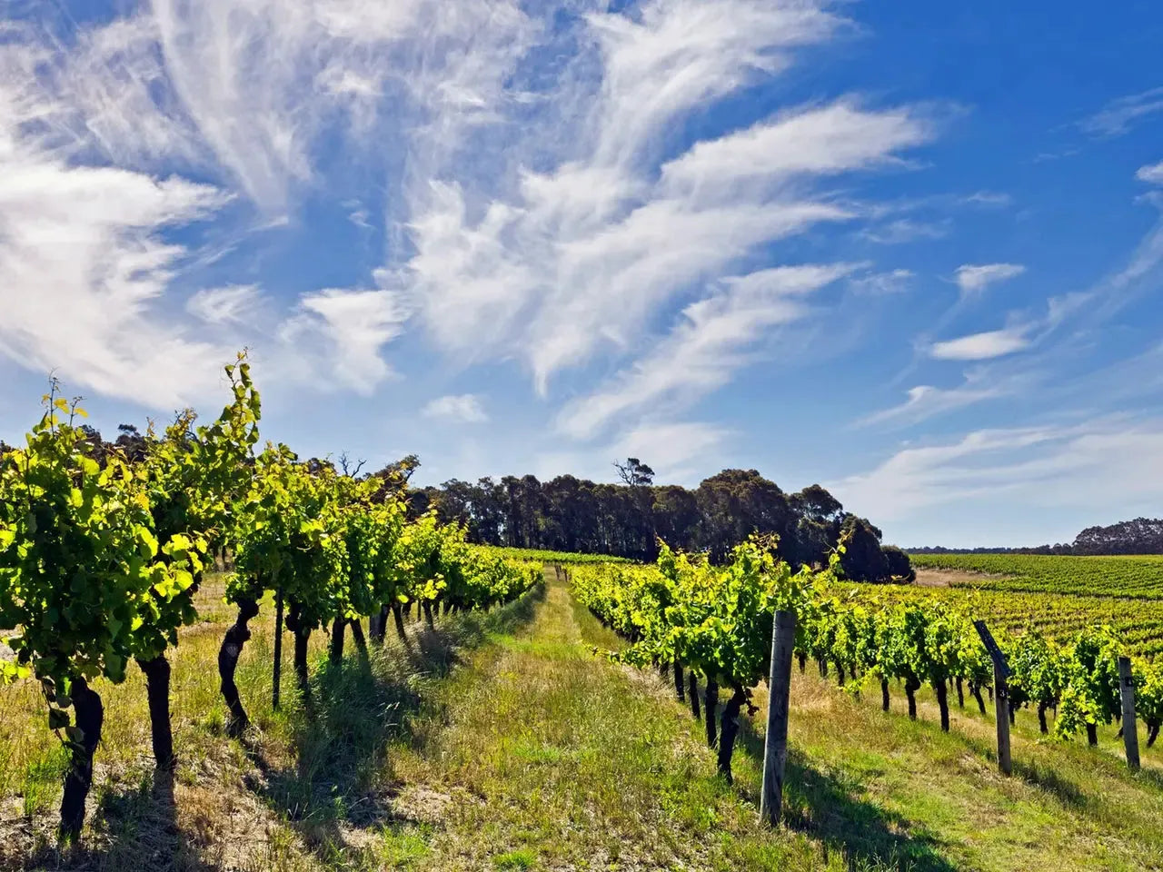 Nos vins de Margaret River