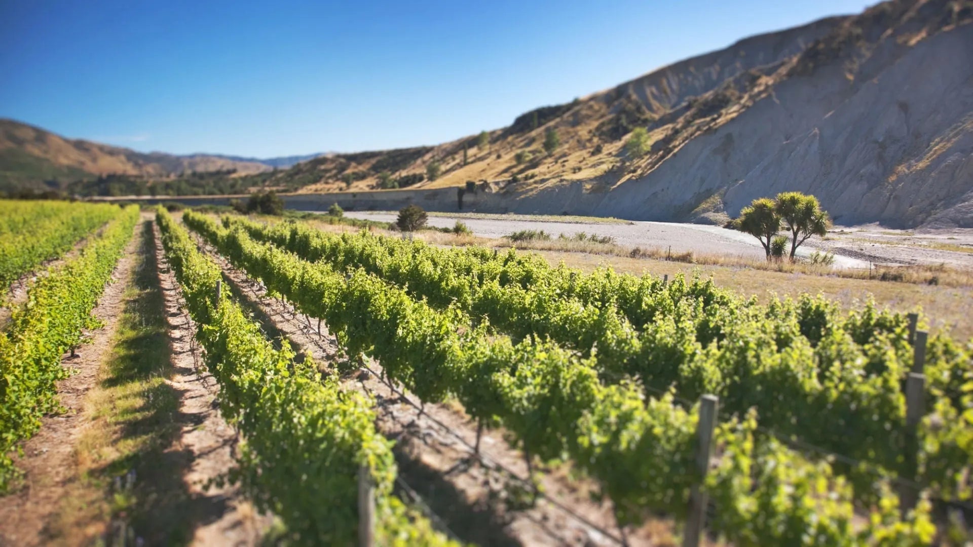 Nos vins de Marlborough : Sauvignon Blanc, Pinot Noir et Chardonnay